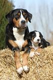 GRAND BOUVIER SUISSE 026